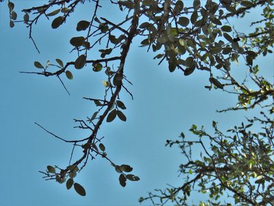 Quercus fusiformis, photographed by Annika Lindqvist