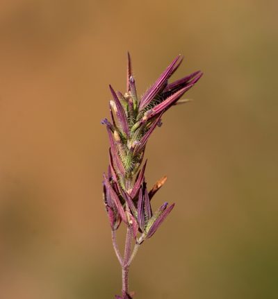 Ziziphora tenuior, photographed by Вячеслав Юсупов