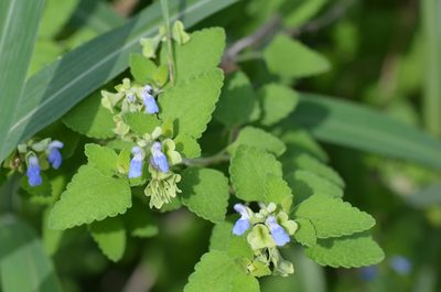 Salvia ballotiflora, photographed by Center for Urban Ecology