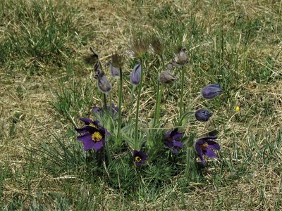 Pulsatilla vulgaris, photographed by Susanne Primdahl