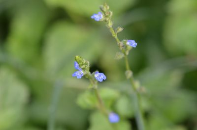 Salvia misella, photographed by Center for Urban Ecology