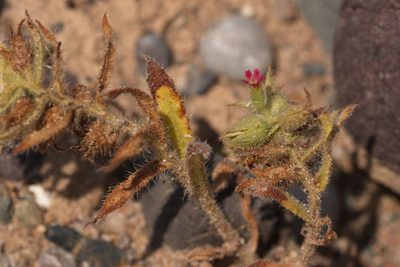 Nonea caspica, photographed by Вячеслав Юсупов