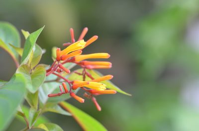 Hamelia patens, photographed by Center for Urban Ecology