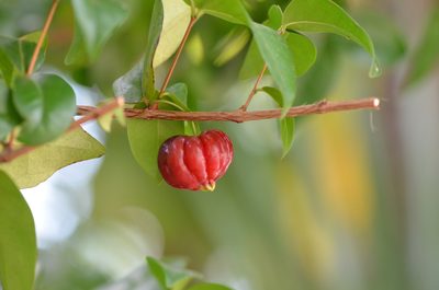 Eugenia uniflora, photographed by Center for Urban Ecology