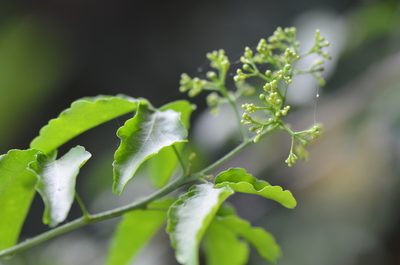 Amyris texana, photographed by Center for Urban Ecology