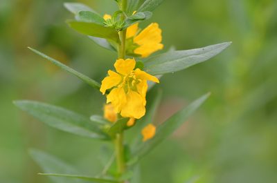 Heimia salicifolia