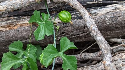 Ibervillea lindheimeri, photographed by Chris Hughes