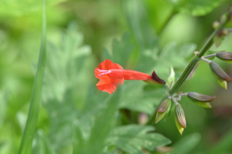 Salvia coccinea, photographed by Center for Urban Ecology