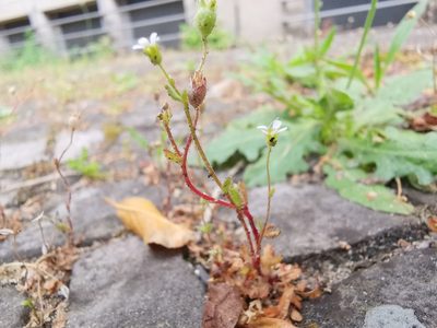 Saxifraga tridactylites, photographed by Alexis Tinker-Tsavalas