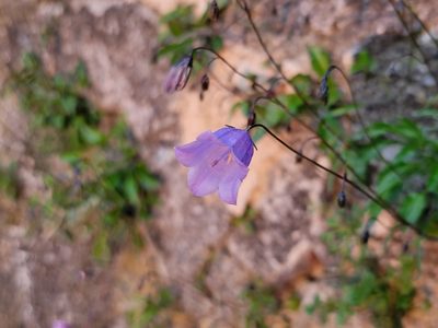 Campanula cochleariifolia, photographed by Elias