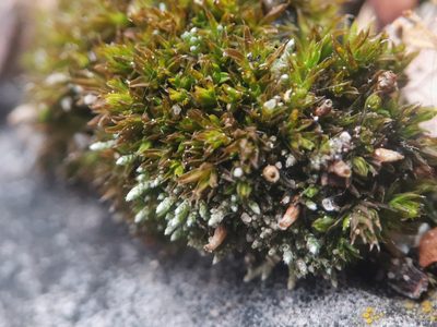 Bryum argenteum, photographed by Alexis Tinker-Tsavalas
