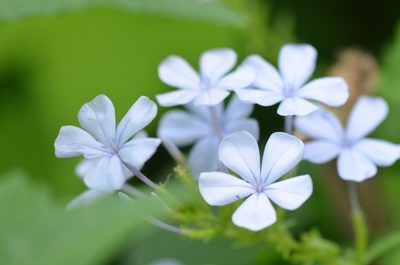 Plumbago auriculata, photographed by Center for Urban Ecology