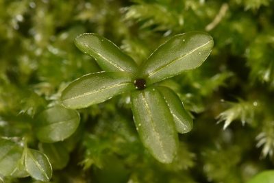 Rhizomnium glabrescens, photographed by Braden J. Judson
