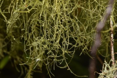 Pseudisothecium stoloniferum, photographed by Braden J. Judson