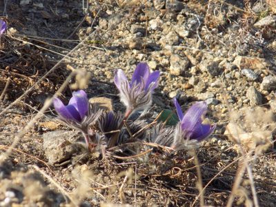 Pulsatilla turczaninovii, photographed by Marina Potapova