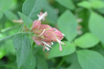 Justicia brandegeeana, photographed by Center for Urban Ecology