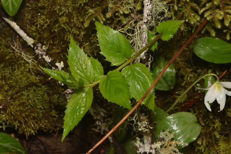 Nothochelone nemorosa, photographed by Braden J. Judson