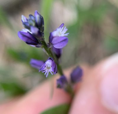 Polygala vulgaris, photographed by Katrin Simon