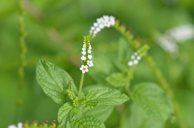 Heliotropium angiospermum, photographed by Center for Urban Ecology