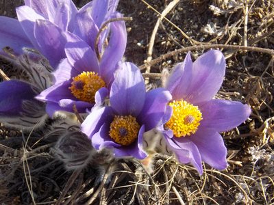 Pulsatilla turczaninovii, photographed by Marina Potapova