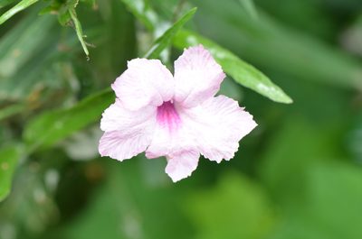 Ruellia simplex, photographed by Center for Urban Ecology