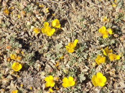 Potentilla acaulis, photographed by Marina Potapova