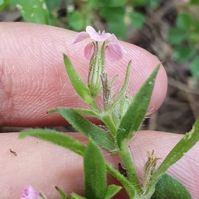 Silene gallica, photographed by Mehdi Chetibi
