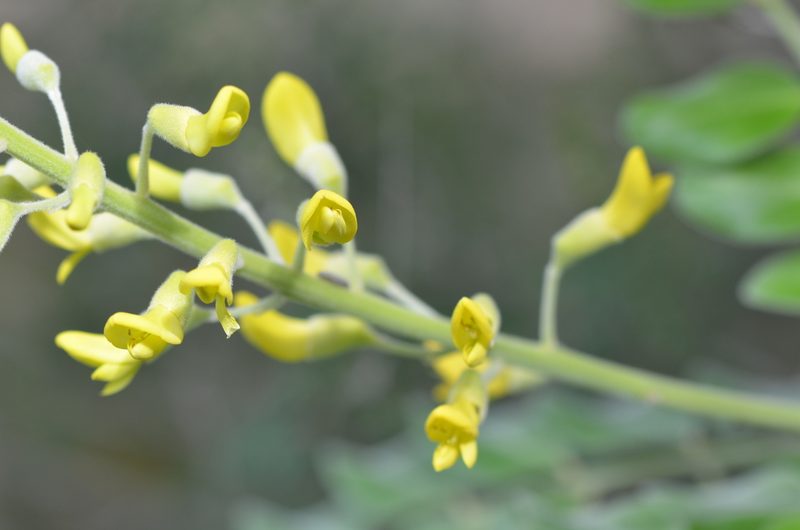 Sophora tomentosa, photographed by Center for Urban Ecology