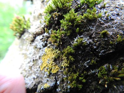 Orthotrichum pulchellum, photographed by Susan Marley