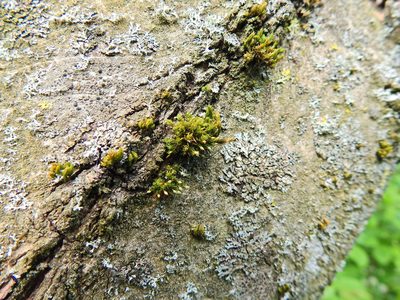 Orthotrichum pulchellum, photographed by Susan Marley