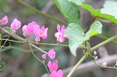 Antigonon leptopus, photographed by Center for Urban Ecology