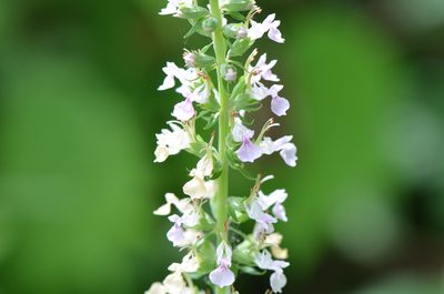 Teucrium canadense, photographed by Center for Urban Ecology