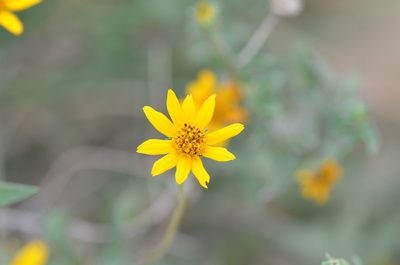 Wedelia hispida, photographed by Center for Urban Ecology