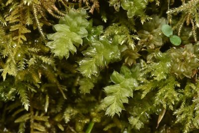 Plagiomnium venustum, photographed by Braden J. Judson
