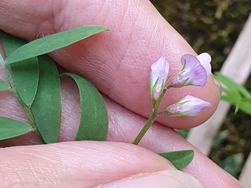 Vicia pubescens, photographed by Mehdi Chetibi