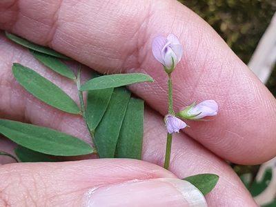 Vicia pubescens, photographed by Mehdi Chetibi