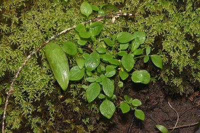 Valeriana sitchensis, photographed by Braden J. Judson