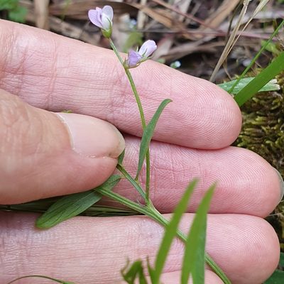 Vicia pubescens, photographed by Mehdi Chetibi
