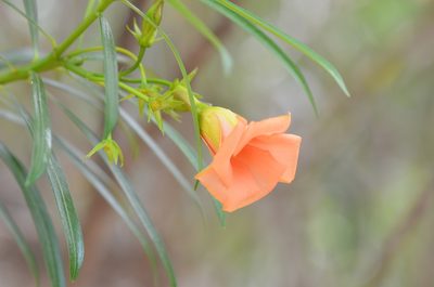 Cascabela thevetia, photographed by Center for Urban Ecology