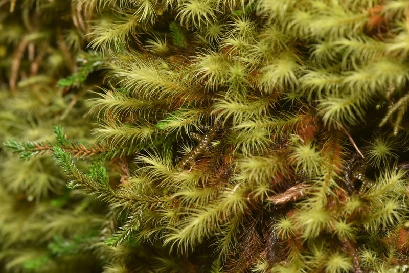 Anacolia menziesii, photographed by Braden J. Judson