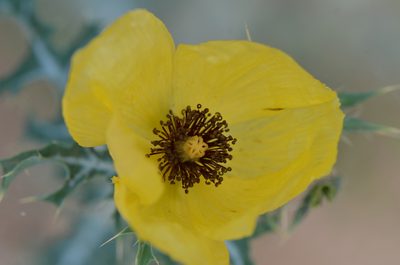 Argemone aenea, photographed by Center for Urban Ecology