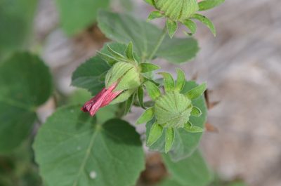 Hibiscus martianus