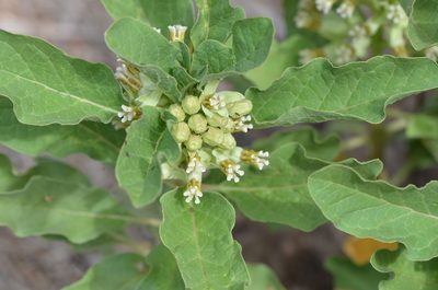 Asclepias oenotheroides, photographed by Center for Urban Ecology