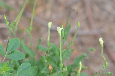 Nicotiana repanda