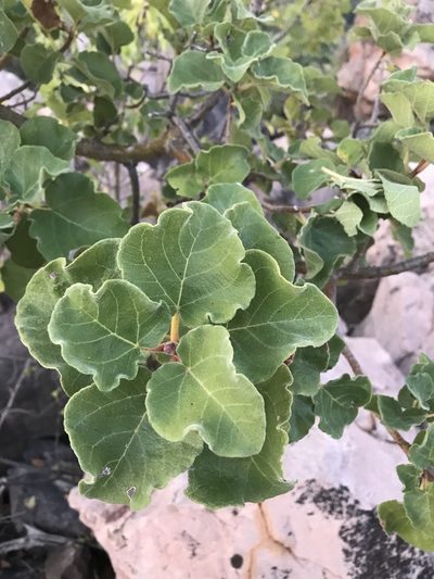 Ficus tettensis, photographed by rosshawkins
