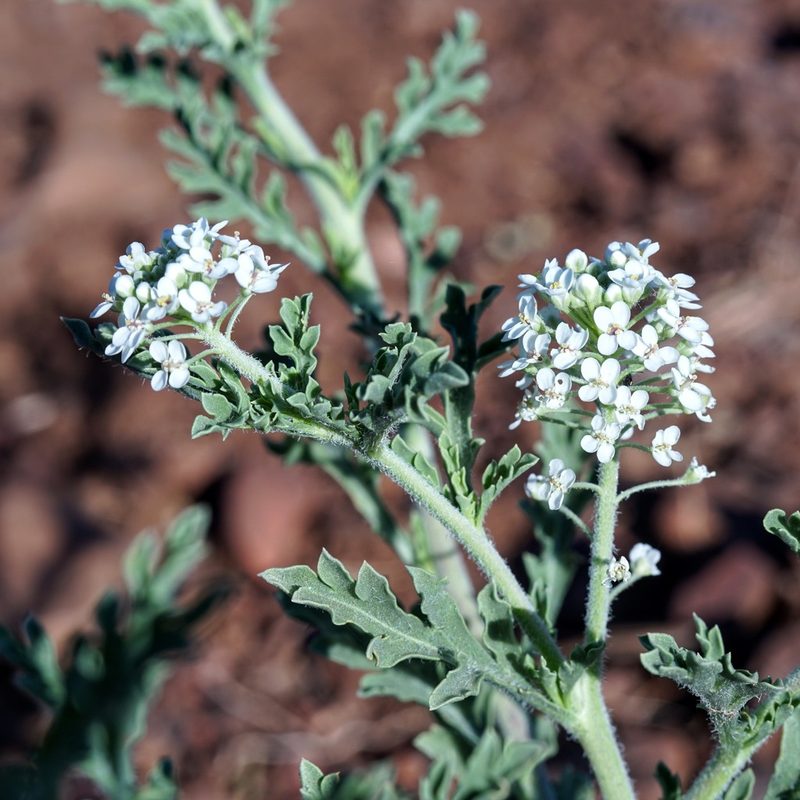 Lepidium thurberi, photographed by Andrew Tree