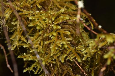 Antitrichia curtipendula, photographed by Braden J. Judson