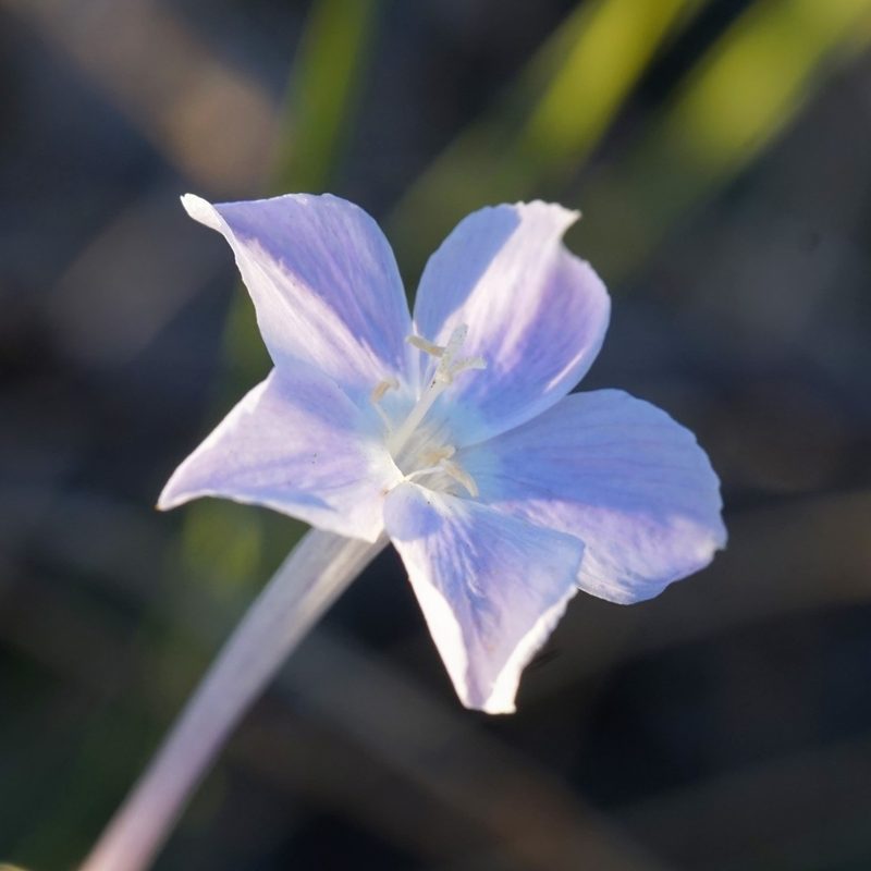 Ipomopsis longiflora, photographed by Andrew Tree