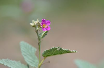Melochia tomentosa, photographed by Center for Urban Ecology
