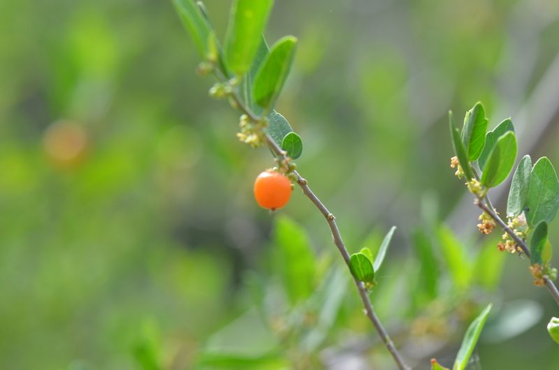 Celtis pallida, photographed by Center for Urban Ecology
